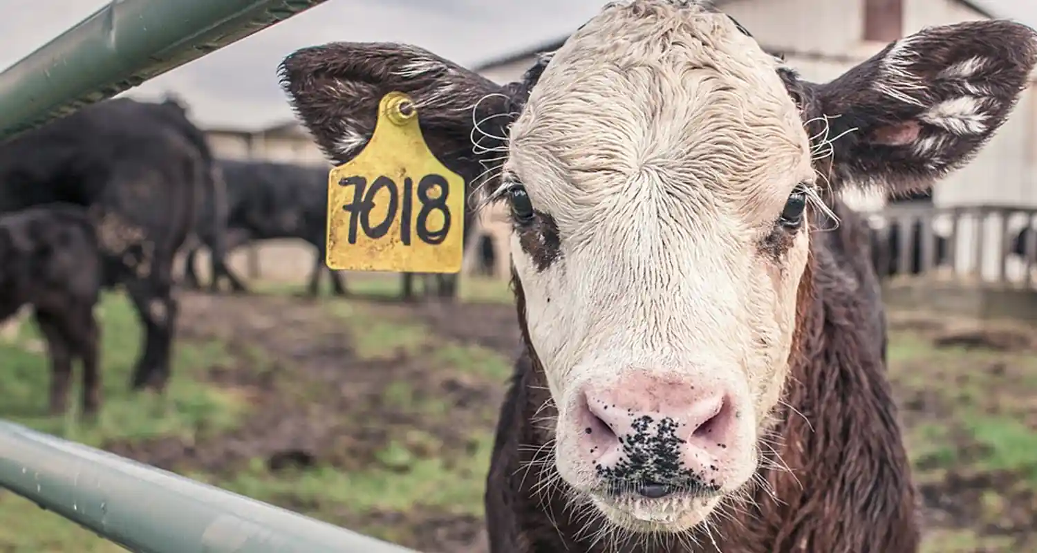 Produzioni e gestione degli animali in allevamento e impatto ambientale