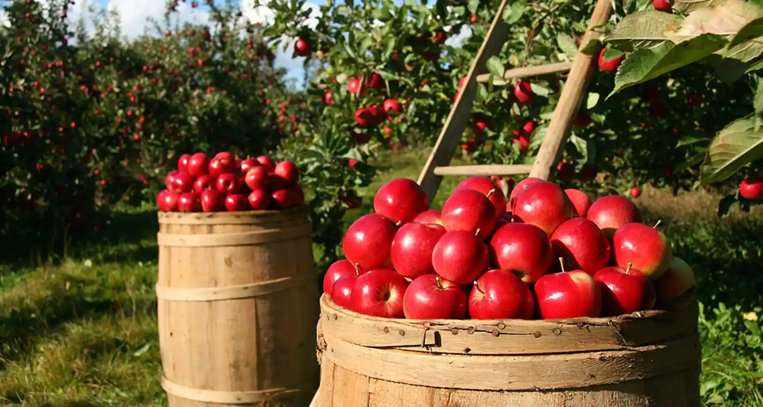 Produzioni in Campania la ricchezza del sud