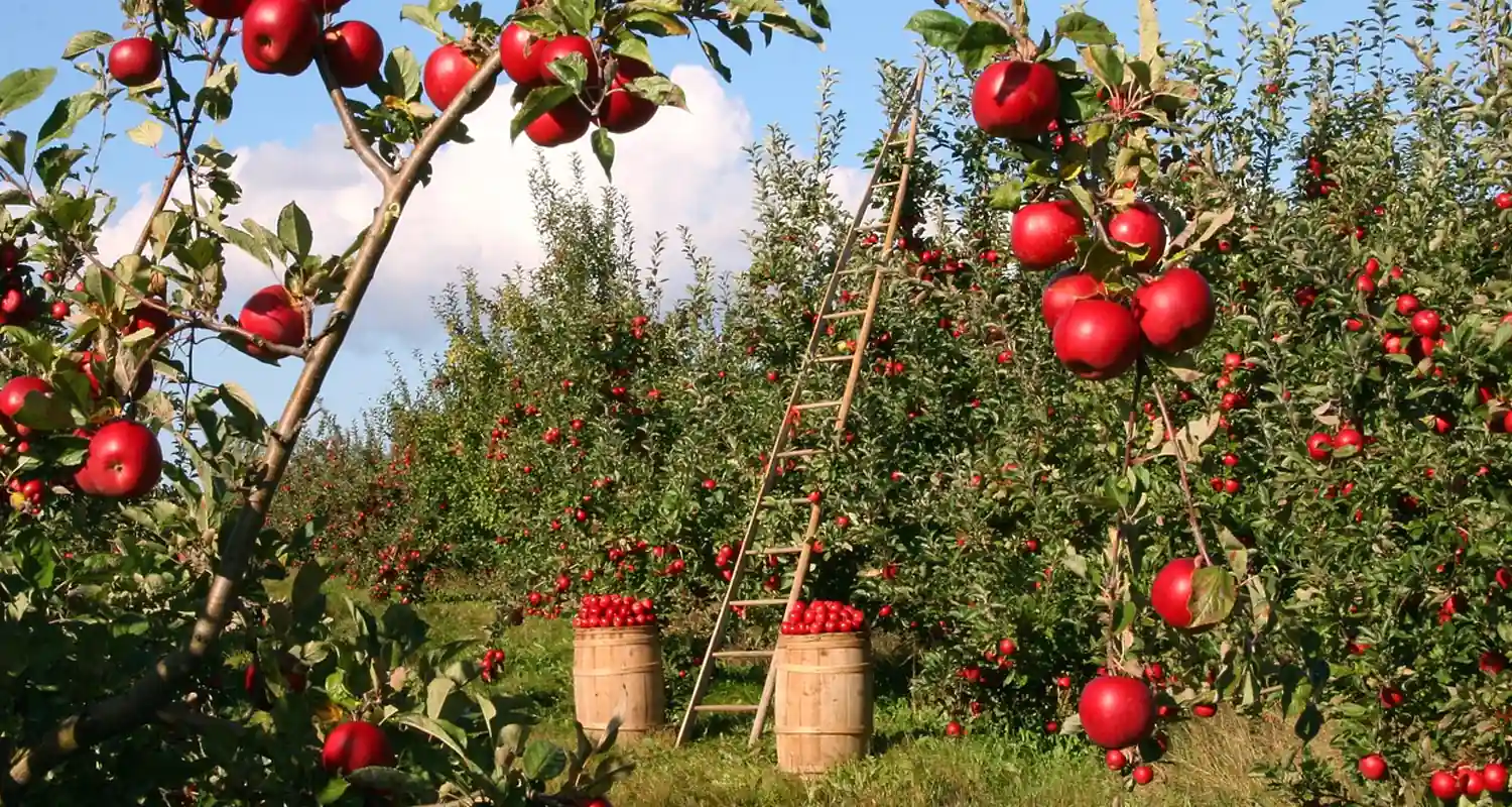 Agricoltura intensiva e cambiamento climatico le correlazioni