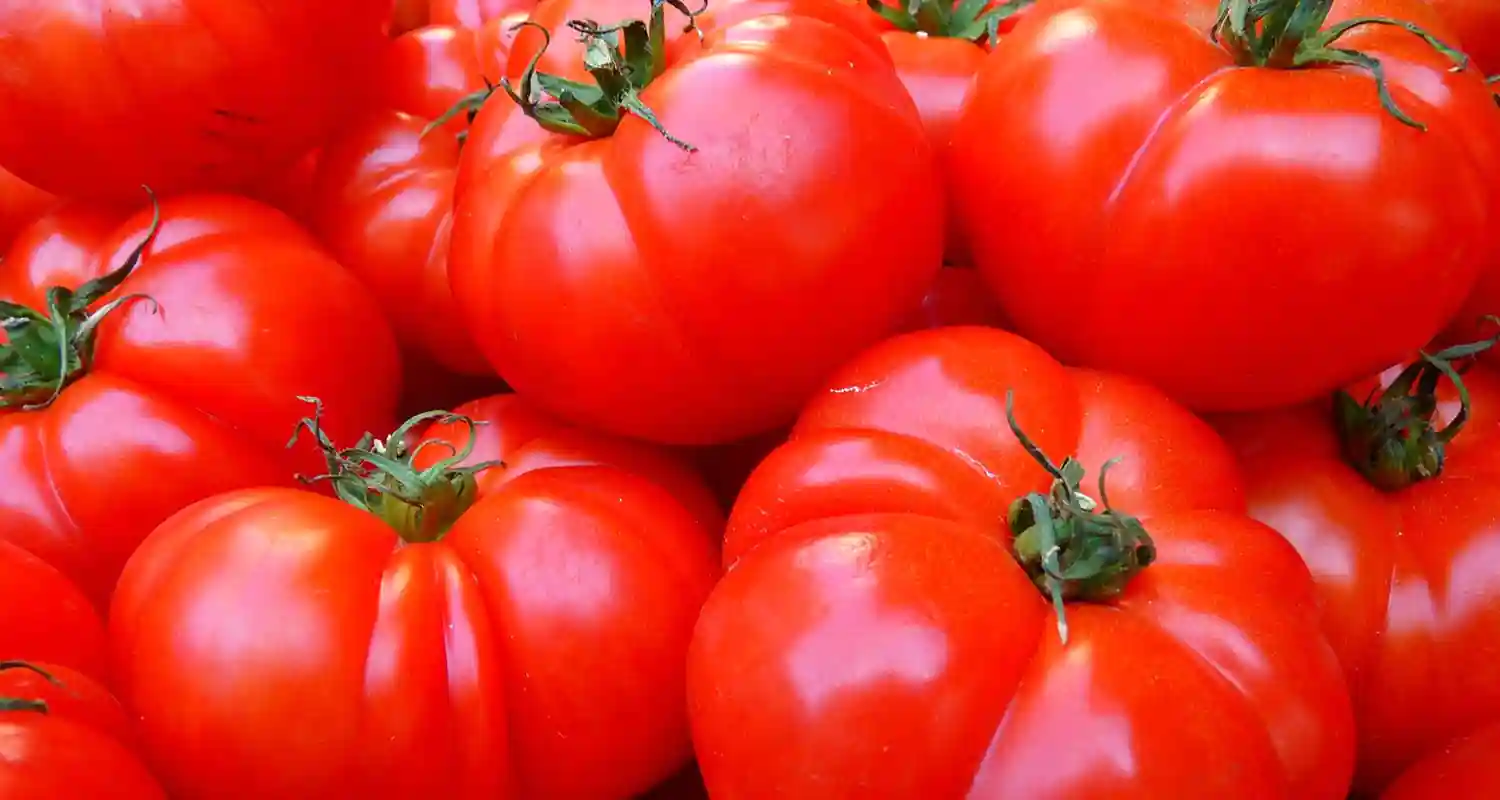 Come coltivare le piante di pomodoro