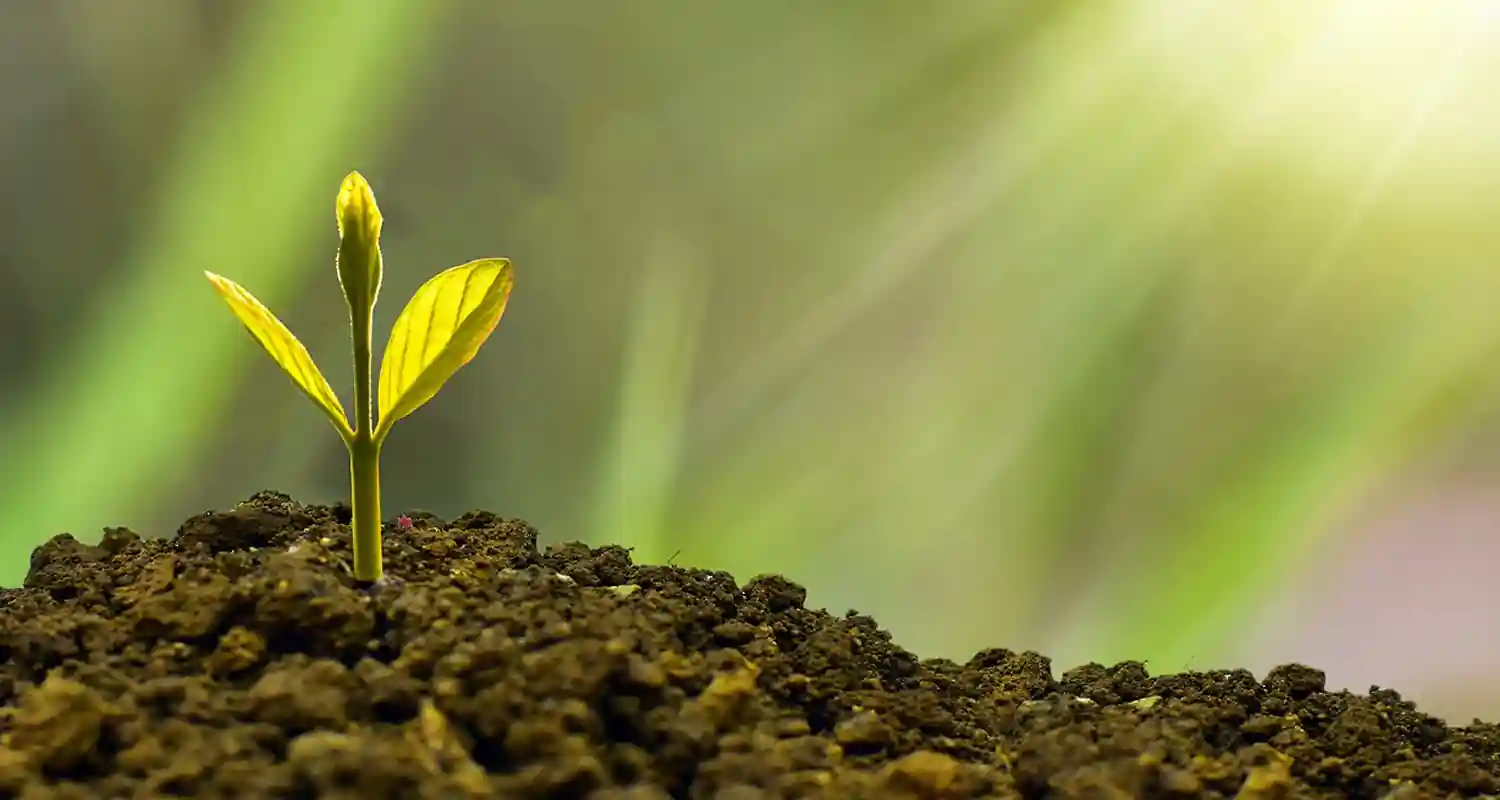 Il sistema economico capitalista