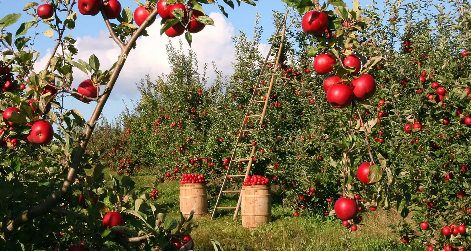Agricoltura convenzionale vantaggi e svantaggi
