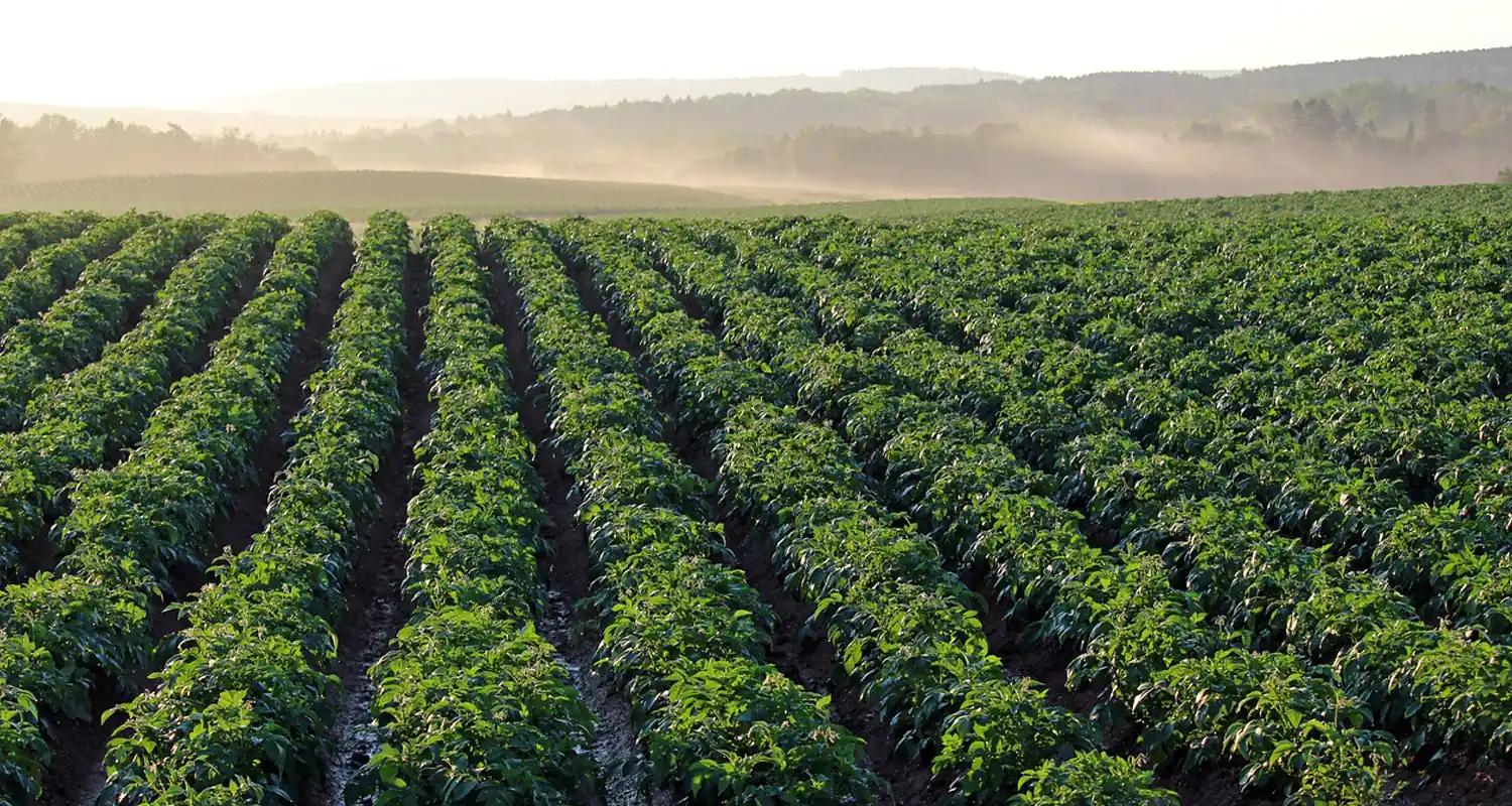 Ci sono terreni agricoli a asta in tutta Italia