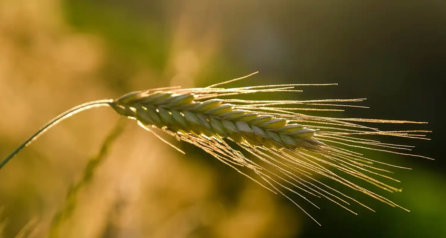 In quale regione sono più diffusi i cereali