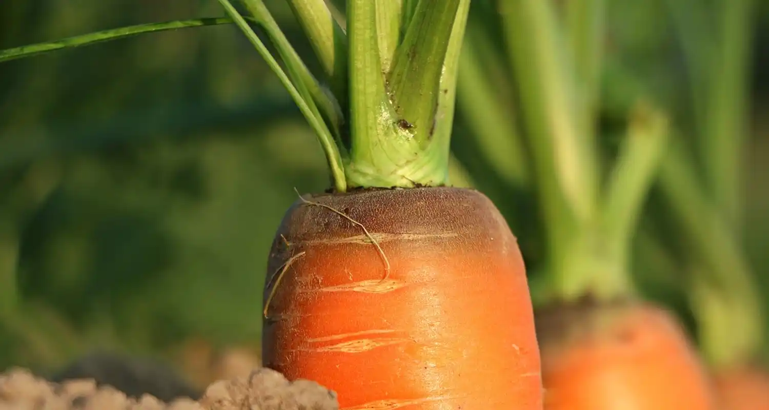 Agricoltura del non fare In cosa consiste