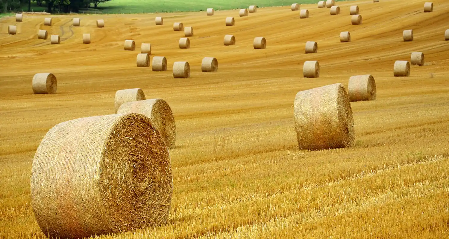 Bonus 1.500 euro regione Campania agricoltura