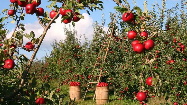 Strategie per un agricoltura ecologica senza diserbanti