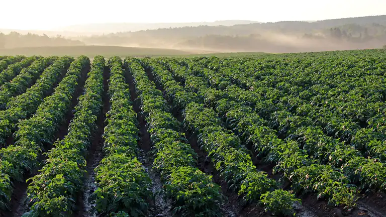 Il Settore Agricolo in Campania Tradizione Innovazione e Sostenibilità