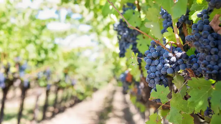 Piani di finanziamento per giovani agricoltori nel 2024