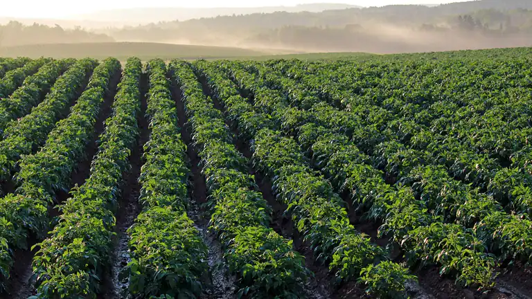 Investire in terreni agricoli pro e contro