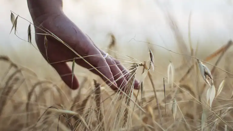 Procedure per il frazionamento di un terreno agricolo