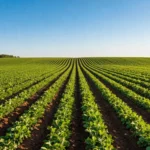 Terreno minimo per azienda agricola