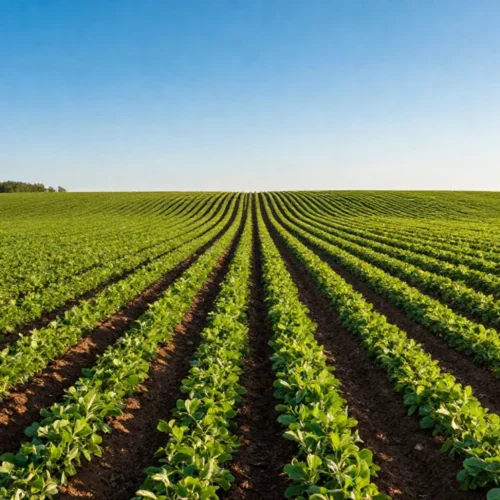 Quanto terreno serve per aprire un’azienda agricola