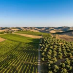 Valore di un Terreno Agricolo al mq ad Avellino: Guida Completa ai Prezzi e alle Opportunità in Irpinia